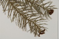 杉木藏品圖，第3張