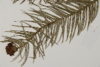 杉木藏品圖，第4張