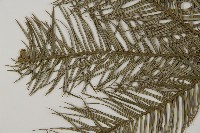 杉木藏品圖，第5張