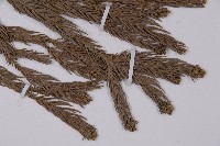 杉木藏品圖，第4張