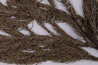 杉木藏品圖，第5張