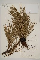 臺灣二葉松藏品圖，第1張