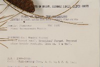 臺灣二葉松藏品圖，第2張