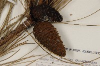 臺灣二葉松藏品圖，第3張