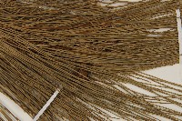 臺灣二葉松藏品圖，第4張