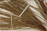 臺灣二葉松藏品圖，第5張