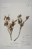 台灣肖楠藏品圖，第1張