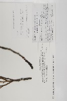 台灣肖楠藏品圖，第2張