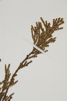 台灣肖楠藏品圖，第3張