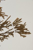 台灣肖楠藏品圖，第4張