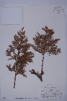 登錄號:G000317藏品圖，第1張