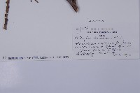 登錄號:G000317藏品圖，第2張