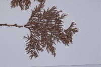 登錄號:G000317藏品圖，第3張