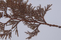 登錄號:G000317藏品圖，第5張