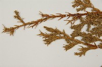 偃柏藏品圖，第3張