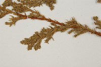 偃柏藏品圖，第4張