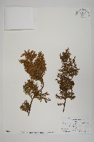 臺灣扁柏藏品圖，第1張