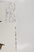 臺灣扁柏藏品圖，第2張