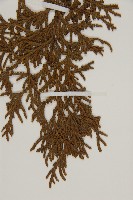 臺灣扁柏藏品圖，第3張