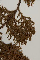 臺灣扁柏藏品圖，第4張