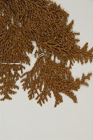 臺灣扁柏藏品圖，第5張