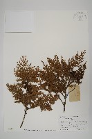 紅檜藏品圖，第1張