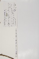 紅檜藏品圖，第2張