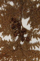 紅檜藏品圖，第3張