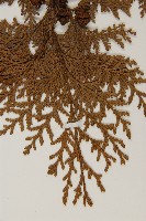 紅檜藏品圖，第4張