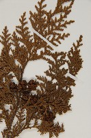 紅檜藏品圖，第5張