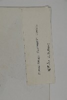 瀾滄黃杉藏品圖，第2張