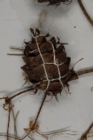 瀾滄黃杉藏品圖，第3張