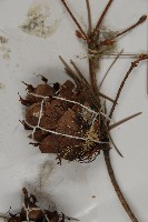 瀾滄黃杉藏品圖，第4張