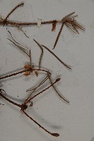 瀾滄黃杉藏品圖，第5張