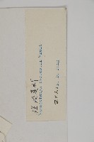 瀾滄黃杉藏品圖，第2張