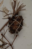 瀾滄黃杉藏品圖，第3張