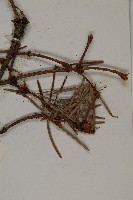瀾滄黃杉藏品圖，第4張