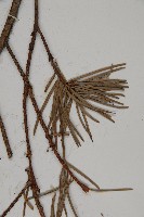 瀾滄黃杉藏品圖，第5張