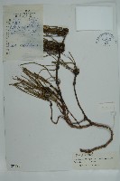 匍枝兩江麻黃藏品圖，第1張