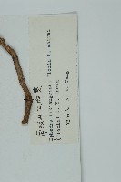 匍枝兩江麻黃藏品圖，第2張