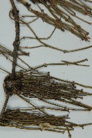 匍枝兩江麻黃藏品圖，第3張