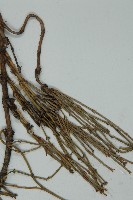 匍枝兩江麻黃藏品圖，第4張