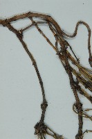 匍枝兩江麻黃藏品圖，第5張