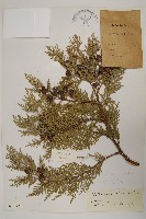 側柏藏品圖，第1張