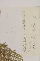 側柏藏品圖，第2張