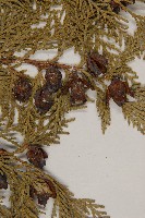 側柏藏品圖，第3張