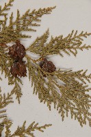 側柏藏品圖，第4張