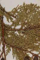 側柏藏品圖，第5張