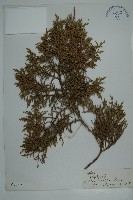 大果圓柏藏品圖，第1張