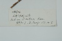 大果圓柏藏品圖，第2張